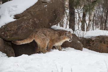 Female Cougars (Puma concolor) Climb Out of Den Winter