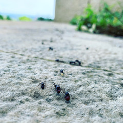 ants on a background
