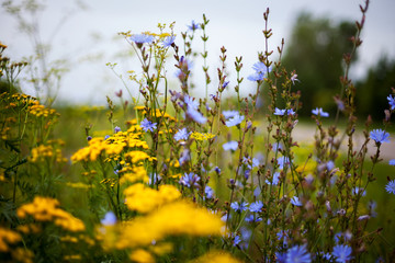 Summer meadow with   wild flowers