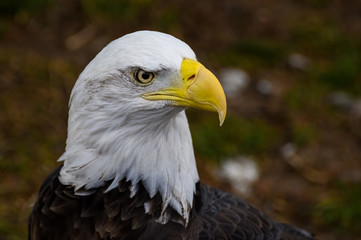 Bald Eagle