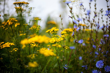 meadow with yellow and blue wild flowers