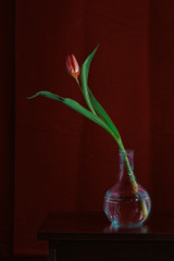 Tulip in the glass bottle on the ruby textile background.