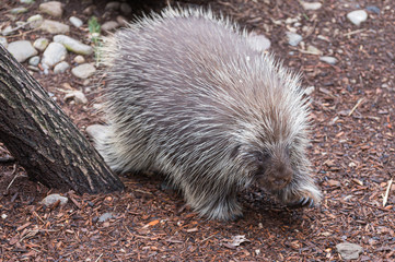 Porcupine
