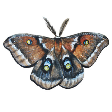 brown butterfly, watercolor illustration. hand drawing on a white background