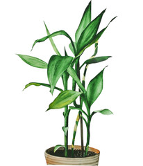 green bamboo in a pot, watercolor illustration. hand drawing on a white background