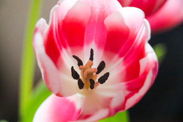 Tulpe