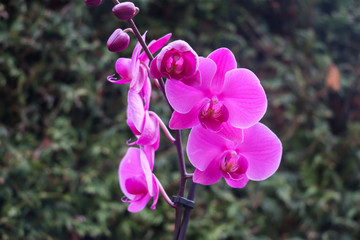 Orchidee