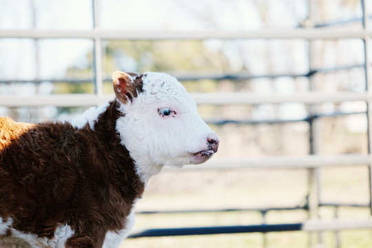 Download 1 176 Best Baby Cow Images Stock Photos Vectors Adobe Stock