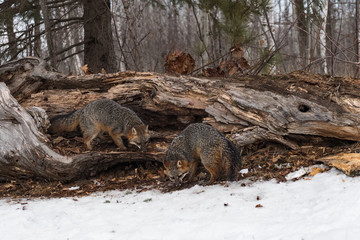 Grey Foxes (Urocyon cinereoargenteus) Sniff Inside and Outside Log Winter