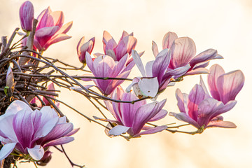 Fiori di magnolia - ramo fiorito in controluce con luce al tramonto