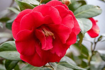 camelia 02 -fiore rosso di camelia