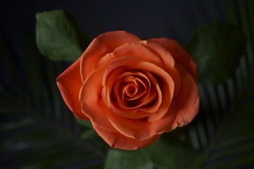 Beautiful background with orange rose