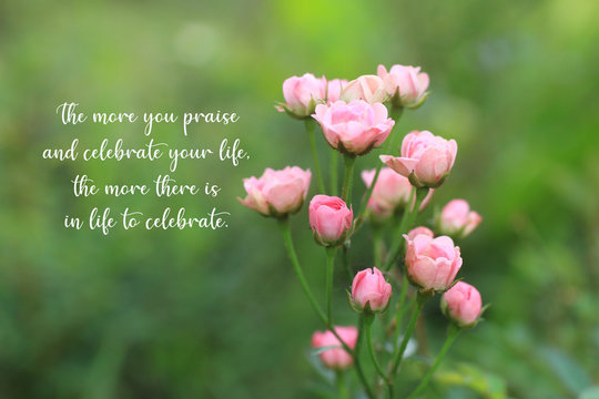 Inspirational quote - The more you praise and celebrate your life, the more there is in life to celebrate. With beautiful pink roses flower blossom in garden on fresh blur green bokeh background. 