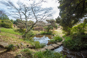 Awe  nature at Koishikawa botanical garden