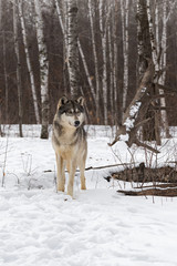 Fototapeta na wymiar Grey Wolf (Canis lupus) Stands Still Looking Right Winter