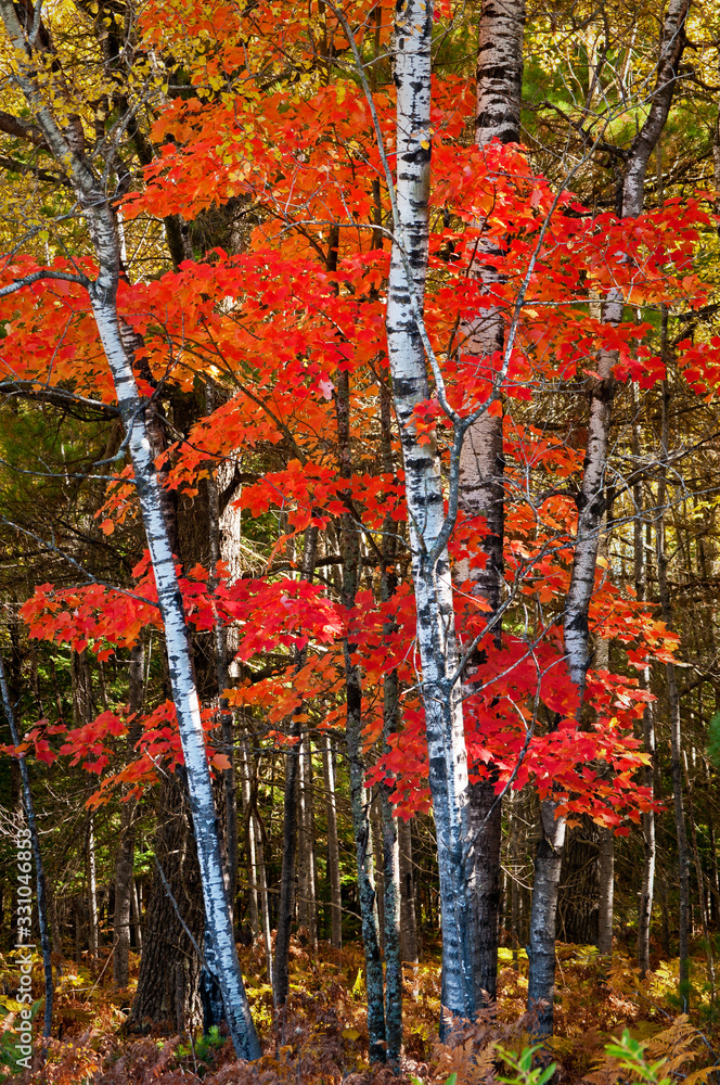 Wall mural morning light on birch and maple trees in fall color near crystal falls in michigan's upper peninsul
