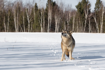 Grey Wolf (Canis lupus) Appears to Enjoy Sunshine Winter