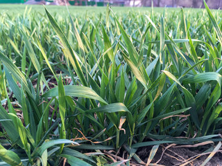 Obraz premium Green bushes of young winter wheat in spring growing on field.