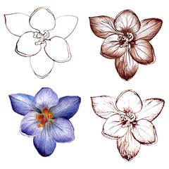 collection of blue and brown flowers. silhouette and sketch