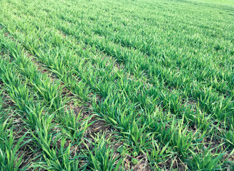 Green background from rows of winter wheat on field in spring.