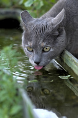 brown cat and its reflection drinking water 