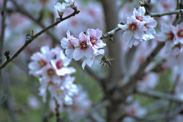 beautiful bee collecting nectar from an almond tree