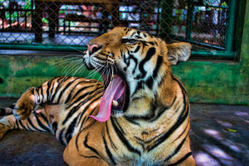 Tiger yawning