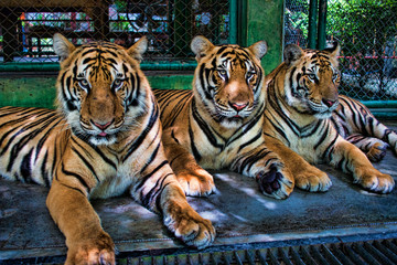 3 Tigers