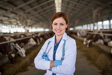 Woman veterinary doctor standing on diary farm, agriculture industry.