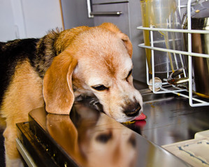 A cute dog, a beagle licks the dirty dishes in a dishwasher
