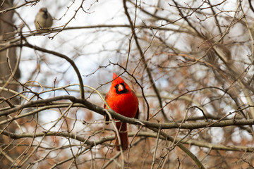 Cardinal on a branch