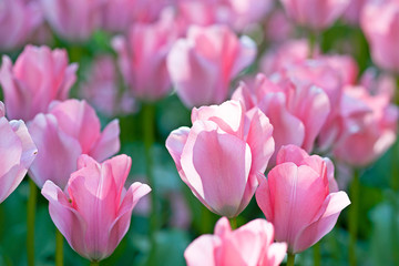 Soft pink tulip flowers on a flower bed on a sunny day of the spring season.