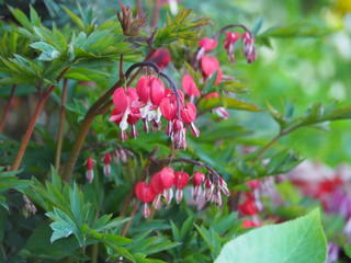 Beautiful red flowers of Dicentra spectabilis 'Valentine' syn. Lamprocapnos spectabilis (bleeding heart) 