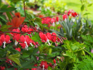 Dicentra spectabilis 'Valentine' - Lamprocapnos spectabilis (bleeding heart). Deep red heart-shaped...