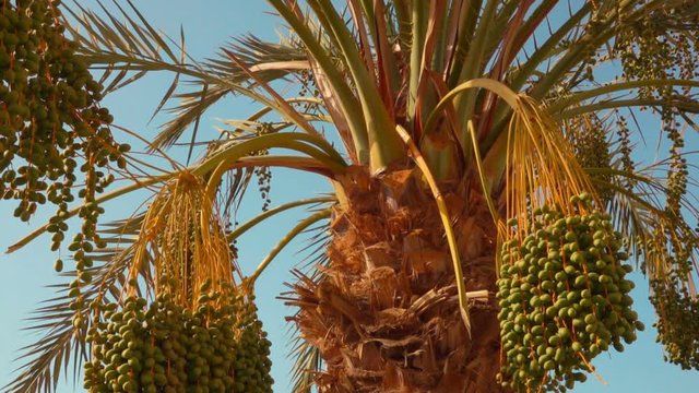 Panorama of the date palm with raw green fruits on the background of a clear blue sky