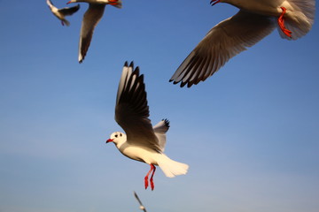 seagulls trying to catch food that people are throwing them