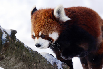 Red panda walking on tree
