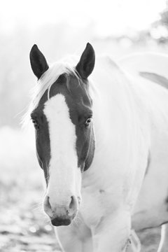 Paint horse whimsical portrait close up in black and white.