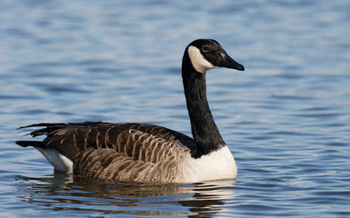 Canada goose