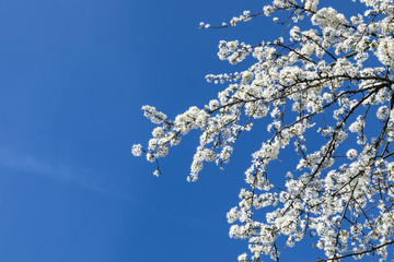 Ein Busch mit wei&szlig;en Bl&uuml;ten im Fr&uuml;hling mit Blick in den blauen Himmel