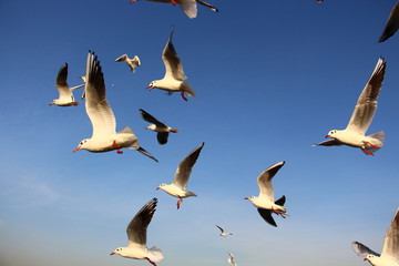 seagulls trying to catch food that people are throwing them