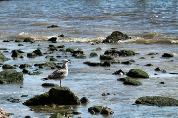 Fototapeta premium Seagulls resting on the Banks of the Tagus river in Lisbon