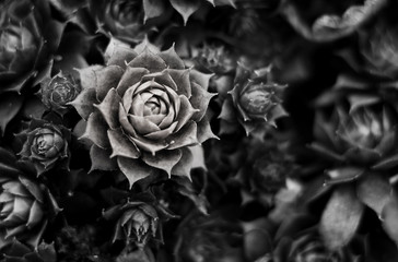 Hens and Chicks in black and white