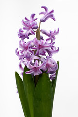 hyacinth on white background isolated close up