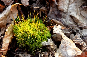 green moss growing in the forest on a background of dry leaves. the bloom  of green moss in the sun's rays in spring