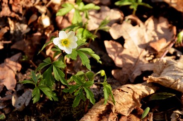 white anemone grows in the forest on the background of dry leaves. wild forest flowers in spring. anemones buds