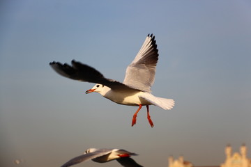 seagulls trying to catch food that people are throwing them