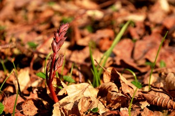 bud of wild forest flower grows in the forest on the background of dry leaves in spring.