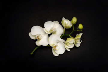 Fototapeta na wymiar Flat lay White orchid phalaenopsis on black paper background isolated 