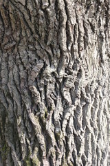 tree bark 1